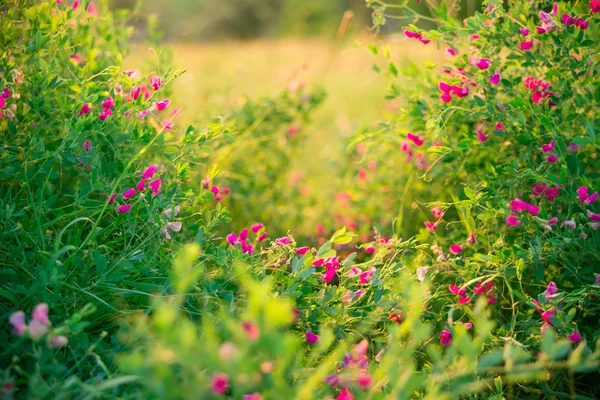 Wildkräuter und rosa Wildblumen — Stockfoto