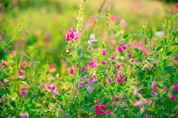 Lindas flores de verão no prado — Fotografia de Stock