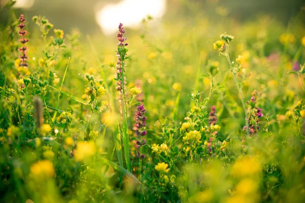 Mooie zomerbloemen op weide — Stockfoto