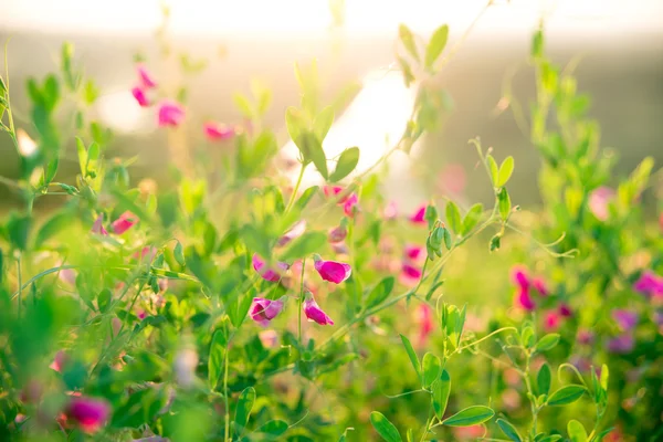 Herbes sauvages et fleurs sauvages roses — Photo