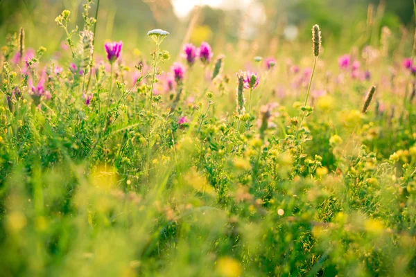 Mooie zomerbloemen op weide — Stockfoto