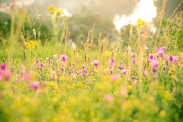 Beautiful summer flowers on meadow — Stock Photo, Image