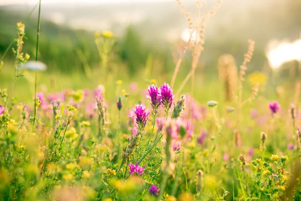 Wilde kruiden en wilde met bloemen roze — Stockfoto