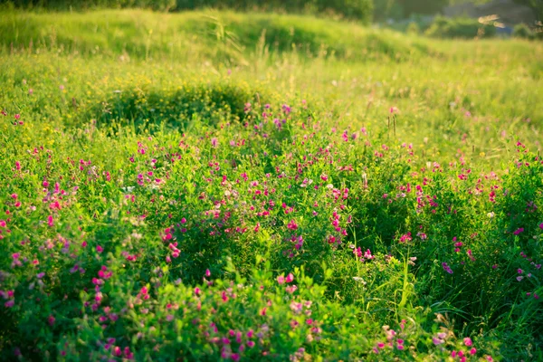 Belles fleurs d'été sur prairie — Photo