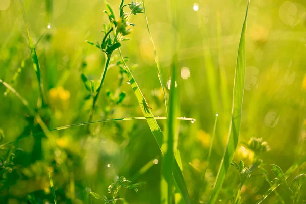 Свіжа зелена трава і жовті дикі квіти — стокове фото