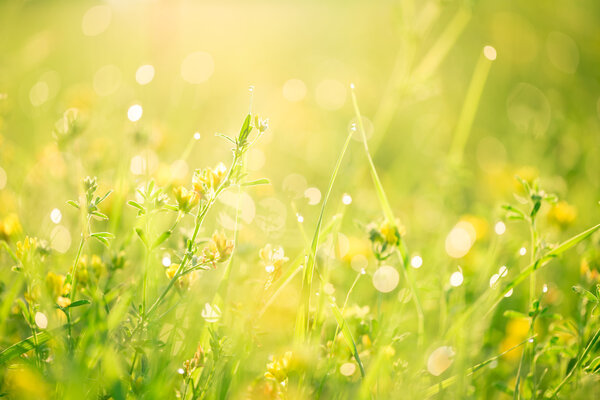 Beautiful green grass and flowers