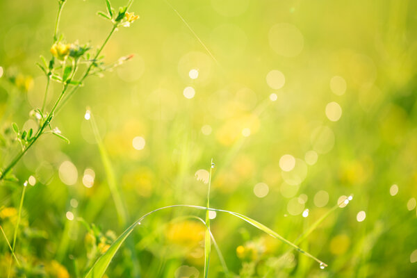 Beautiful green grass and flowers