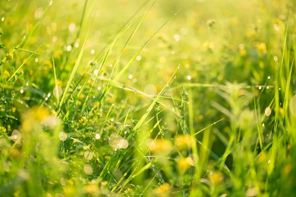 Piękna zielona trawa i kwiaty — Zdjęcie stockowe