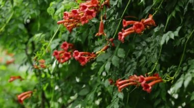 su cascade yeşil yaprakları ve portakal çiçekleri sırasında ağır yağmur damlaları 