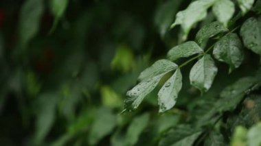 su cascade yeşil yapraklarından sonra ağır yağmur damlaları 