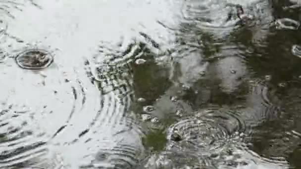 Primo piano di gocce di pioggia che cadono nelle pozzanghere sulla strada — Video Stock