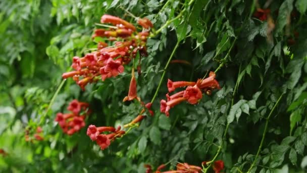 Water drops trapsgewijs vanaf groene bladeren en oranje bloemen tijdens zware regen — Stockvideo