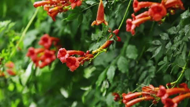 Water drops cascade from green leaves and orange flowers during heavy rain — Stock Video