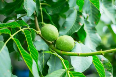 Yağmurlu hava ile güzel doğal arka plan