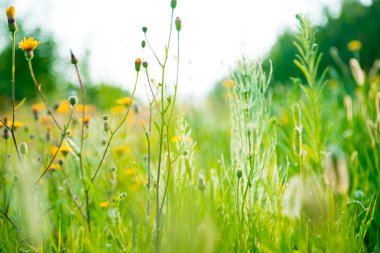 güzel kırsal manzara ile bir çayır üzerinde gündoğumu. 