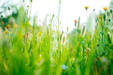 güzel kırsal manzara ile bir çayır üzerinde gündoğumu. 