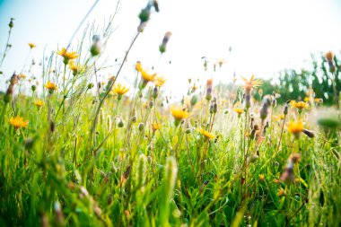 güzel kırsal manzara ile bir çayır üzerinde gündoğumu. 