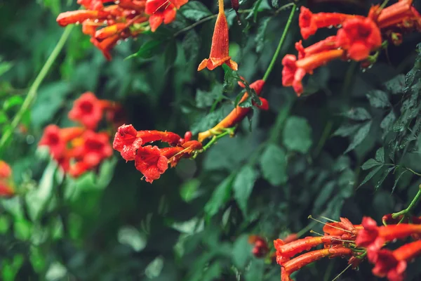 美丽的自然背景与阴雨的天气 — 图库照片