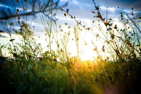 Beau paysage rural avec lever de soleil sur une prairie . — Photo