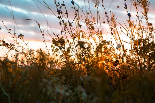 Beau paysage rural avec lever de soleil sur une prairie . — Photo