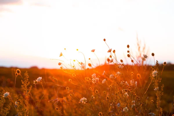 Schöne ländliche Landschaft mit Sonnenaufgang über einer Wiese. — Stockfoto