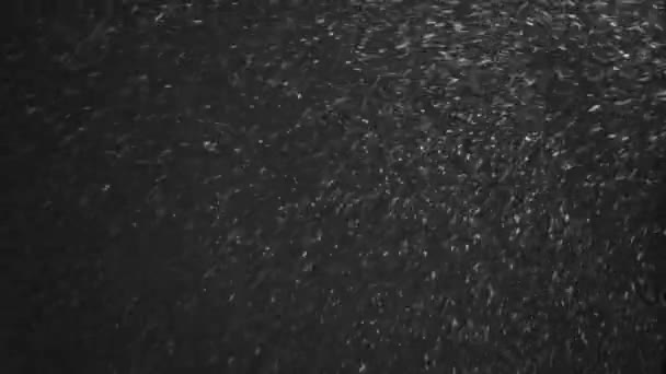 Chute de neige soufflant rapidement 