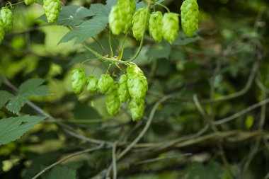 Yeşil şerbetçiotu