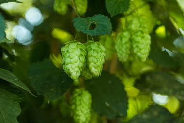 Yeşil şerbetçiotu