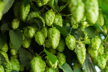 Yeşil şerbetçiotu