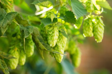 Yeşil şerbetçiotu