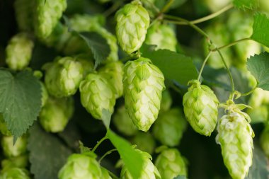 Yeşil şerbetçiotu