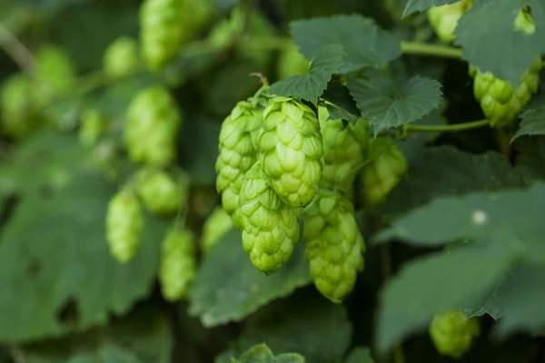 Grüner Hopfen — Stockfoto