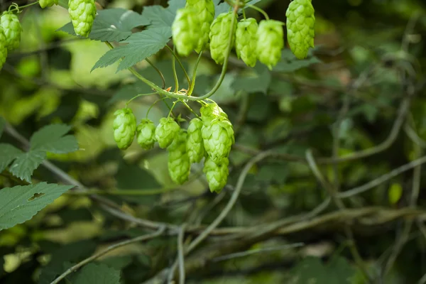 Green hops — Stock Photo, Image