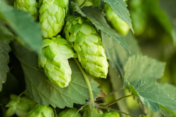 Green hops — Stock Photo, Image