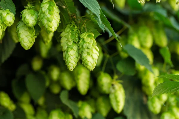 Grüner Hopfen — Stockfoto