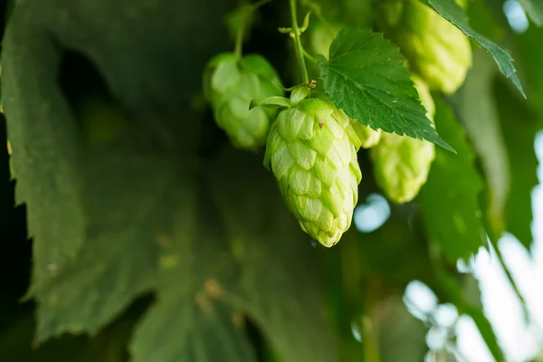 Grüner Hopfen — Stockfoto