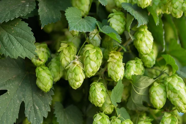 Green hops — Stock Photo, Image