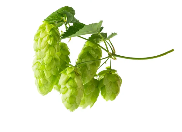 Hops... — Fotografia de Stock