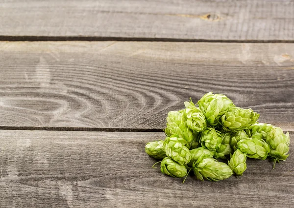 Grüner Hopfen — Stockfoto