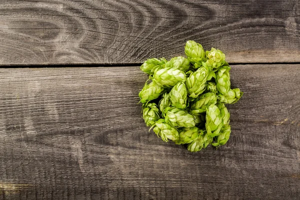 Groene hop — Stockfoto