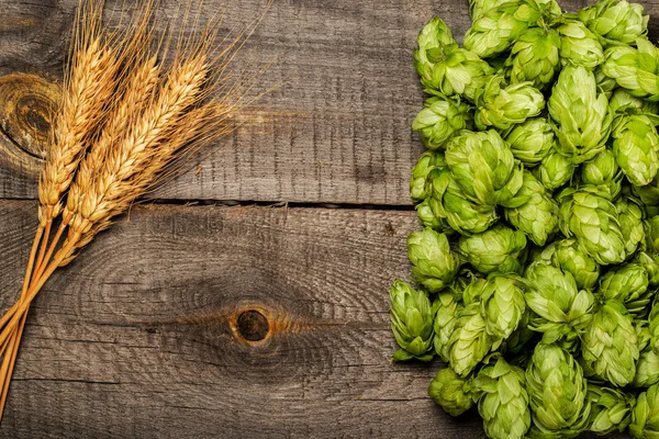 Hops and golden ripe wheat — Stock Photo, Image