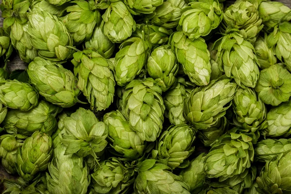 Frischer grüner Hopfen — Stockfoto