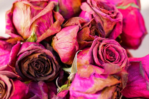 Bouquet of dried roses — Stock Photo, Image