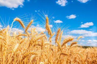 Gold wheat field clipart