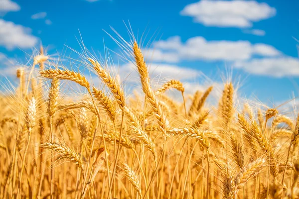 Gold wheat field — Stock Photo, Image