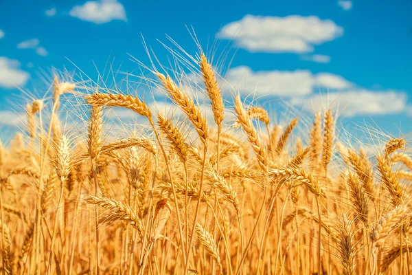 altın buğday alanı