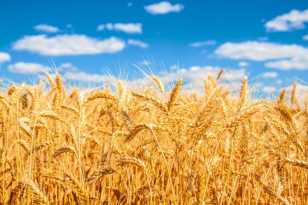 Gold wheat field — Stock Photo, Image