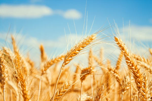 Gold wheat field — Stock Photo, Image