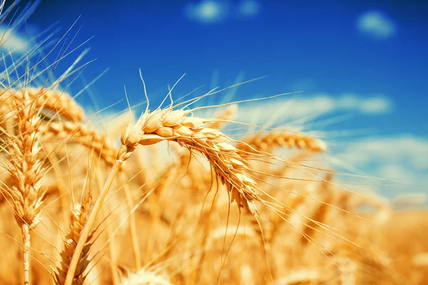 Gold wheat field — Stock Photo, Image