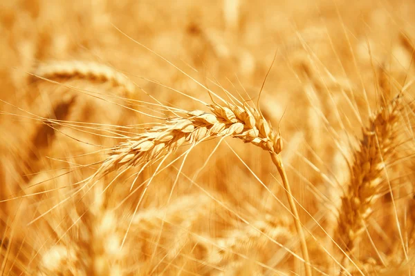Золото пшенична сфера — стокове фото